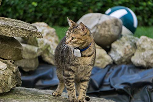 GPS-Tracker Hund Girafus Katze Hund pro-Track-Tor Tracker