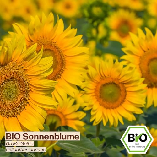 Sonnenblumen-Samen Samenliebe BIO Sonnenblume Samen