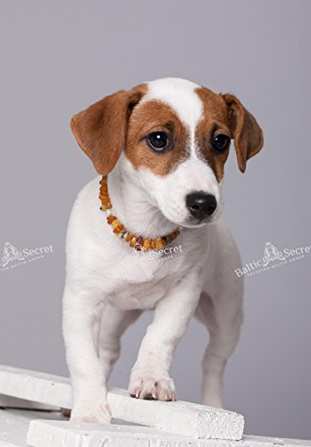 Bernstein-Halsband Hund AmberForPets Bernsteinkette Hund