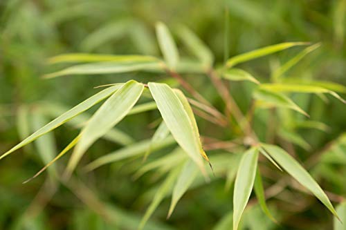 Bambusdünger Jumbogras Öko mit Langzeit-Wirkung