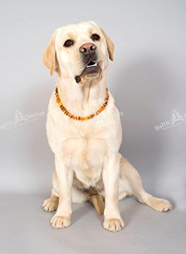 Bernstein-Halsband Hund AmberForPets Bernsteinkette Hund