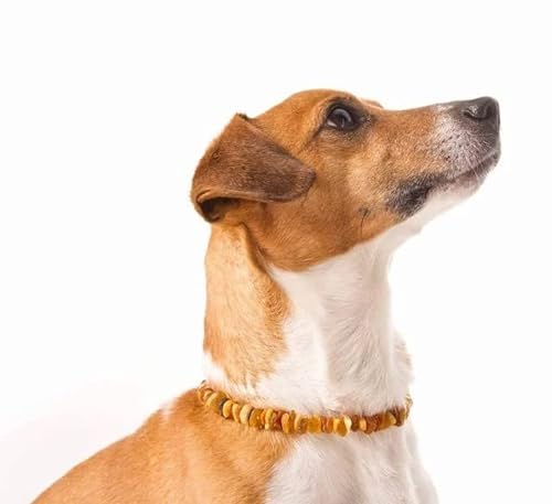 Bernstein-Halsband Hund AmberPetCare Bernsteinkette für Hunde