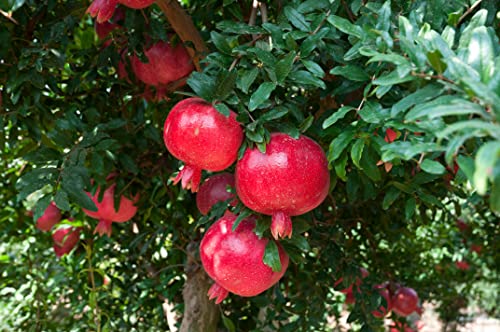 Handbalsam GREENDOOR für sehr trockene Haut BIO Granatapfel