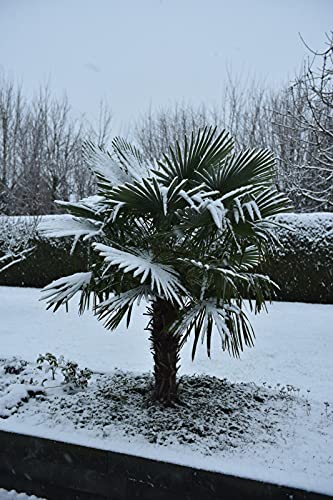 Winterharte Palmen PflanzenFuchs Winterharte Hanfpalme