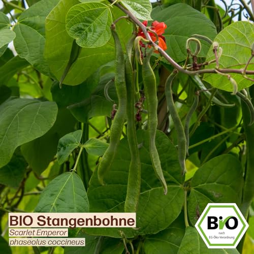 Stangenbohnen-Samen Samenliebe BIO Stangenbohnen Samen