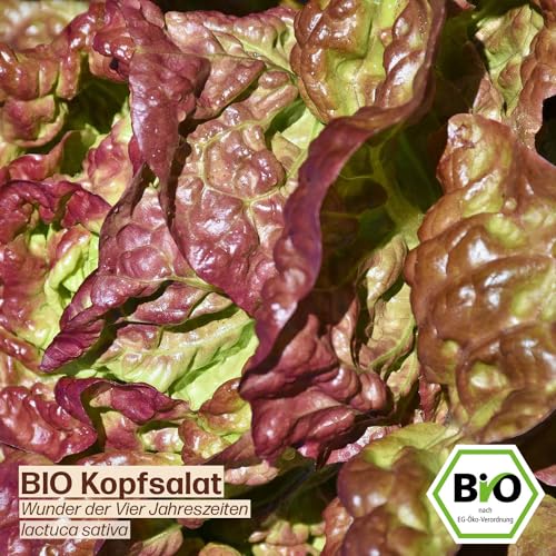 Kopfsalat-Samen Samenliebe BIO Kopfsalat Samen alte Sorte