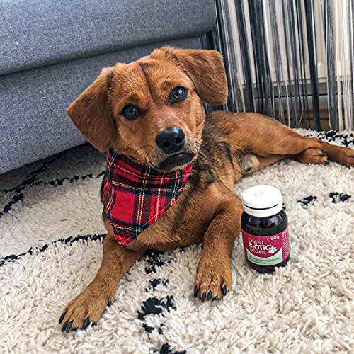 Probiotika Hund OMNi BiOTiC CAT & DOG | 60g | 2 Bakterienstämme