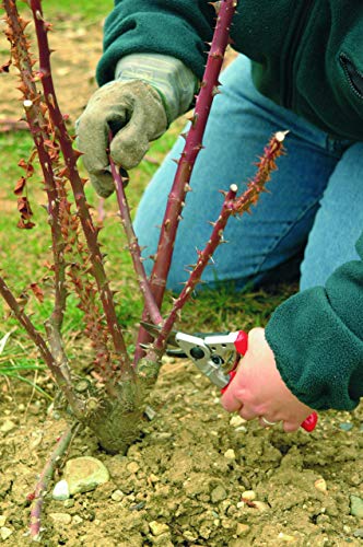 Felco-Gartenschere FELCO Gartenschere Nr. 10 für Linkshänder