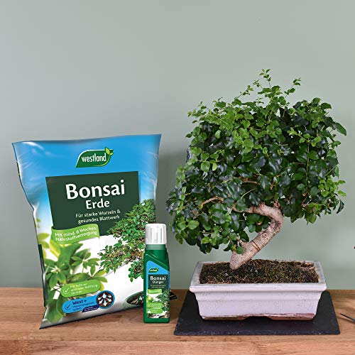 Bonsaierde Westland Bonsai Erde, 4 l, Erde mit Tongranulat