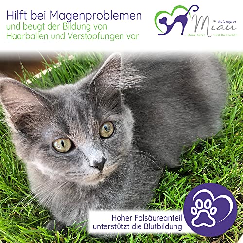 Katzengras Miau Katzengras … Deine Katze wird dich lieben MIAU