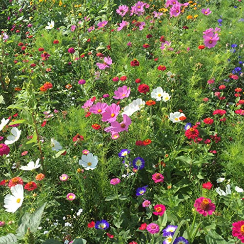 Blumenwiese-Samen Beringmeier Samen und Saaten BERINGMEIERS BESTE