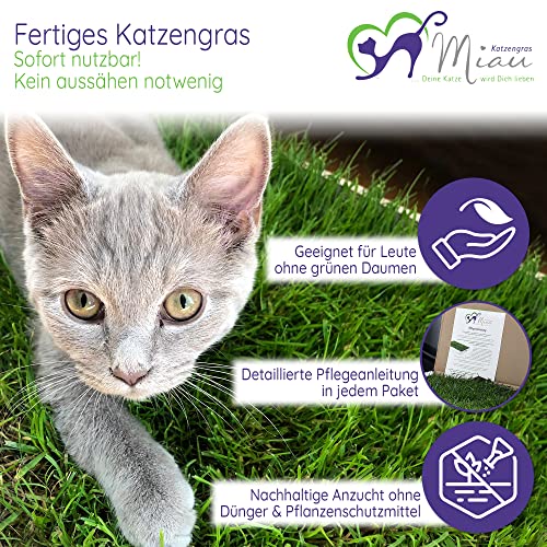 Katzengras Miau Katzengras … Deine Katze wird dich lieben MIAU