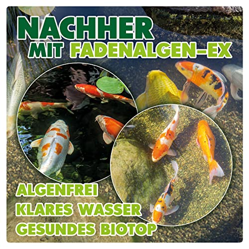 Mittel gegen Fadenalgen AQUALITY Aquaristik & Gartenteich