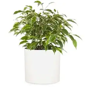 Blumentoepfe fox fern uebertopf m blumentopf gross