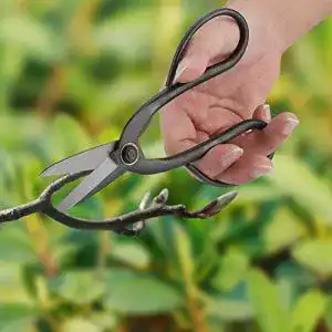 Bonsaischere zerodis aus edelstahl 190 mm fuer knospen
