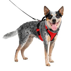 PetSafe EasySport dog harness, elastic neckline