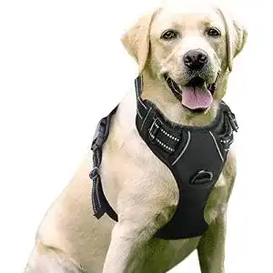 Hundegeschirr rabbitgoo no pull atmungsaktiv brustgeschirr
