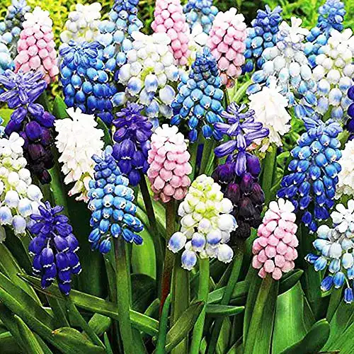 Traubenhyazinthe Zwiebeln COOTO Garden 50 Stück