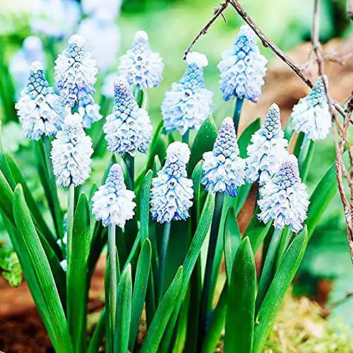 Hyazinthen Zwiebeln COOTO Garden Traubenhyazinthe 10 Stück