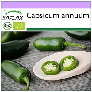 Jalapeno samen saflax bio chili early jalapeno 20 samen