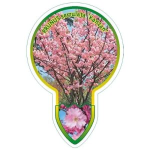 Japanische Nelkenkirsche Blumen-Senf Prunus serrulata 'Kanzan' - japanische nelkenkirsche blumen senf prunus serrulata kanzan