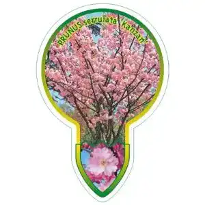 Japanische nelkenkirsche blumen senf prunus serrulata kanzan