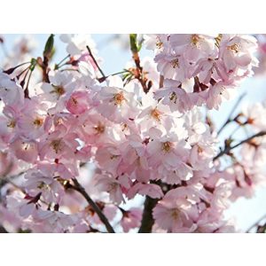 Japanische Nelkenkirsche Garten von Ehren Japan. Blütenkirsche