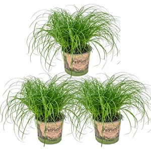 Hierba para gatos Bloomique 3x Cyperus 'Zumula', planta de interior