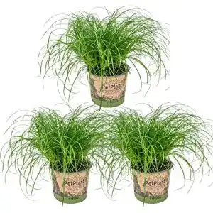Katzengras bloomique 3x cyperus zumula zimmerpflanze