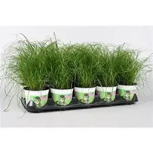 Katzengras blumen senf 5 pflanzen cyperus alternifolius zumula