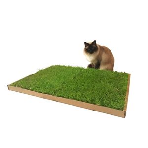 Kattegræs CARNILO ægte, frisk, saftig græsplæne til katte