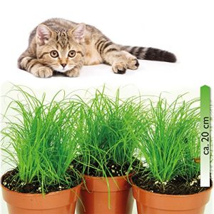 Hierba para gatos mgc24 ® Cyperus zumula en maceta de unos 20 cm de alto, paquete de 3