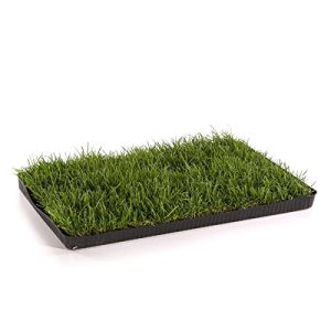 Cat Grass Meow Cat Grass... your cat will love you MEOW