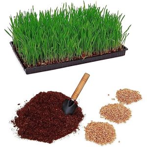 Set di piante Pfotenolymp ® di erba gatta con vassoio in plastica