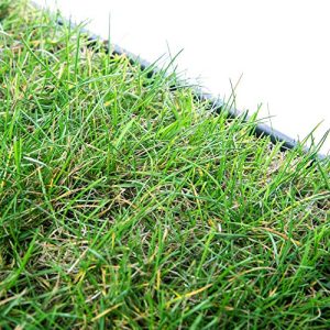 Cat grass pill gartenwelt cat/dog meadow, real lawn