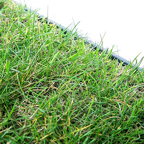 Katzengras pille gartenwelt Katzen-/Hundewiese, echter Rasen