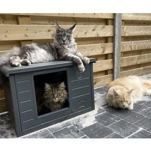 Kedi evi dış mekan RHRQUALITY kapalı villa de lüks ev
