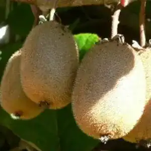 Kiwibaum artlaender pflanzenhof kiwi solo selbstfruchtbar