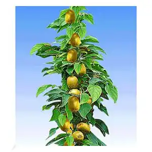 Kiwibaum baldur garten saeulen kiwi issai 1 pflanze