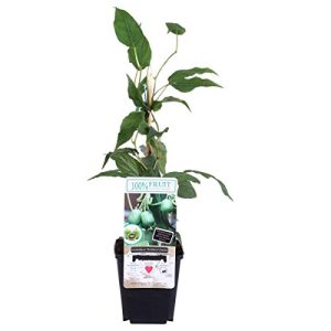 Kiwibaum Blumen-Senf Mini-Kiwi Issai 30 cm, Actinidia arguta - kiwibaum blumen senf mini kiwi issai 30 cm actinidia arguta