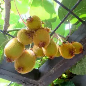 Kiwibaum native plants kiwi jenny actinidia chinensis jenny