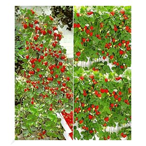 Klettererdbeere BALDUR Garten Erdbeer-Kollektion “Hummi®”