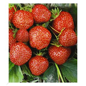 Tırmanan çilek BALDUR Garden Strawberry Hummi®Sengana