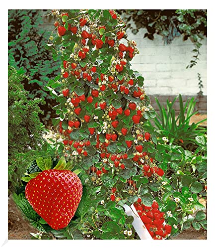 Klettererdbeere BALDUR Garten Kletter-Erdbeere ‘Hummi®’ 3 Pfl.