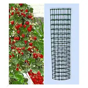 Klettererdbeere - klettererdbeere baldur garten kletter erdbeere hummi