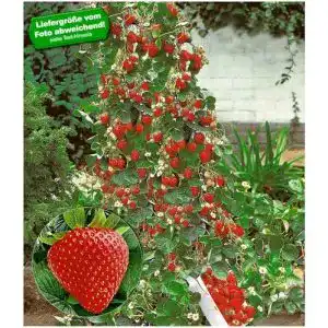 Klettererdbeere baldur garten kletter erdbeere hummi 6 pfl