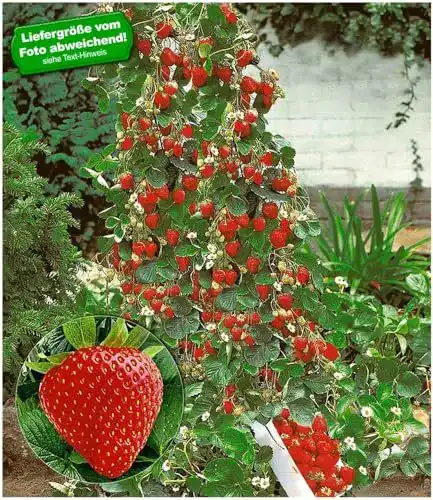 Klettererdbeere von Baldur Garten – Kletter-Erdbeere Hummi, 6 Pflanzen