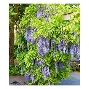 Planta trepadeira BALDUR Garten Wisteria “Blue Moon”, 1 planta