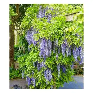 Kletterpflanze baldur garten blauregen blue moon 1 pflanze