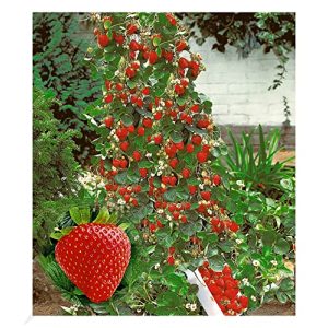 Kletterpflanze BALDUR Garten Kletter-Erdbeere 'Hummi® 3 Pfl. - kletterpflanze baldur garten kletter erdbeere hummi 3 pfl